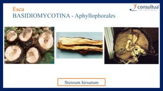 Esca
BASIDIOMYCOTINA - Aphyllophorales
Stereum hirsutum
 