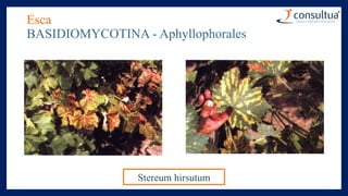 Esca
BASIDIOMYCOTINA - Aphyllophorales
Stereum hirsutum
 
