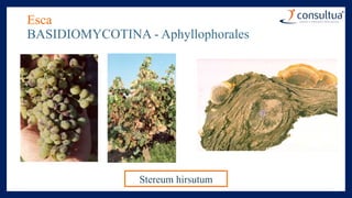 Esca
BASIDIOMYCOTINA - Aphyllophorales
Stereum hirsutum
 