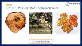 Esca
BASIDIOMYCOTINA - Aphyllophorales
Stereum hirsutum
 