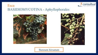 Esca
BASIDIOMYCOTINA - Aphyllophorales
Stereum hirsutum
 