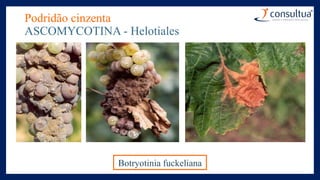Podridão cinzenta
ASCOMYCOTINA - Helotiales
Botryotinia fuckeliana
 