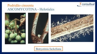 Podridão cinzenta
ASCOMYCOTINA - Helotiales
Botryotinia fuckeliana
 