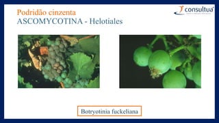Podridão cinzenta
ASCOMYCOTINA - Helotiales
Botryotinia fuckeliana
 
