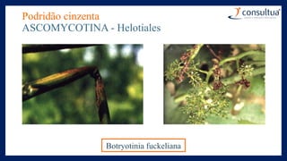 Podridão cinzenta
ASCOMYCOTINA - Helotiales
Botryotinia fuckeliana
 
