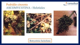 Podridão cinzenta
ASCOMYCOTINA - Helotiales
Botryotinia fuckeliana
 