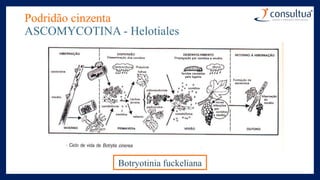 Podridão cinzenta
ASCOMYCOTINA - Helotiales
Botryotinia fuckeliana
 