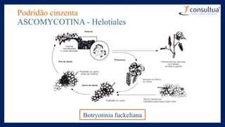 Podridão cinzenta
ASCOMYCOTINA - Helotiales
Botryotinia fuckeliana
 