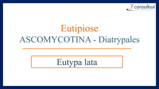 Eutipiose
ASCOMYCOTINA - Diatrypales
Eutypa lata
 