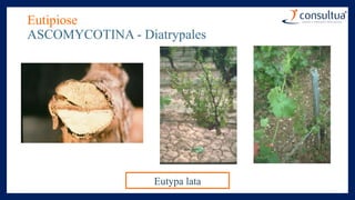 Eutipiose
ASCOMYCOTINA - Diatrypales
Eutypa lata
 