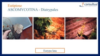 Eutipiose
ASCOMYCOTINA - Diatrypales
Eutypa lata
 