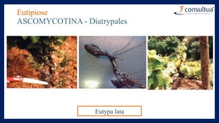 Eutipiose
ASCOMYCOTINA - Diatrypales
Eutypa lata
 