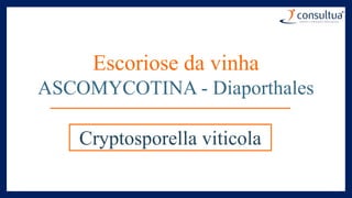 Escoriose da vinha
ASCOMYCOTINA - Diaporthales
Cryptosporella viticola
 