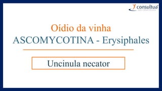 Oídio da vinha
ASCOMYCOTINA - Erysiphales
Uncinula necator
 