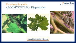 Escoriose da vinha
ASCOMYCOTINA - Diaporthales
Cryptosporella viticola
 