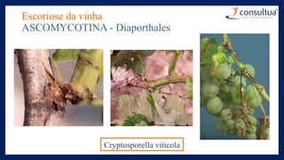 Escoriose da vinha
ASCOMYCOTINA - Diaporthales
Cryptosporella viticola
 
