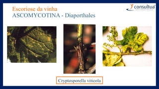 Escoriose da vinha
ASCOMYCOTINA - Diaporthales
Cryptosporella viticola
 