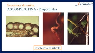 Escoriose da vinha
ASCOMYCOTINA - Diaporthales
Cryptosporella viticola
 