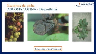 Escoriose da vinha
ASCOMYCOTINA - Diaporthales
Cryptosporella viticola
 
