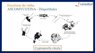 Escoriose da vinha
ASCOMYCOTINA - Diaporthales
Cryptosporella viticola
 