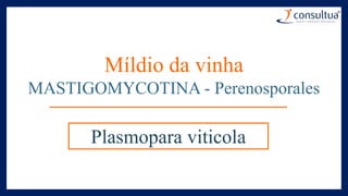 Míldio da vinha
MASTIGOMYCOTINA - Perenosporales
Plasmopara viticola
 