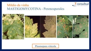 Míldio da vinha
MASTIGOMYCOTINA - Perenosporales
Plasmopara viticola
 