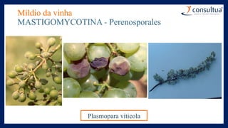 Míldio da vinha
MASTIGOMYCOTINA - Perenosporales
Plasmopara viticola
 