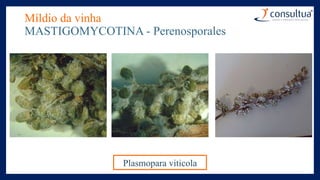 Míldio da vinha
MASTIGOMYCOTINA - Perenosporales
Plasmopara viticola
 