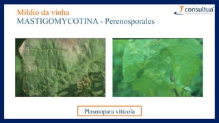 Míldio da vinha
MASTIGOMYCOTINA - Perenosporales
Plasmopara viticola
 