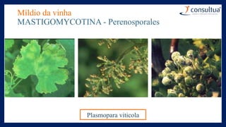 Míldio da vinha
MASTIGOMYCOTINA - Perenosporales
Plasmopara viticola
 
