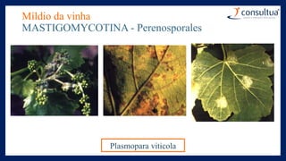 Míldio da vinha
MASTIGOMYCOTINA - Perenosporales
Plasmopara viticola
 
