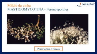 Míldio da vinha
MASTIGOMYCOTINA - Perenosporales
Plasmopara viticola
 