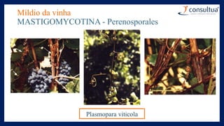 Míldio da vinha
MASTIGOMYCOTINA - Perenosporales
Plasmopara viticola
 