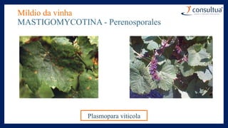 Míldio da vinha
MASTIGOMYCOTINA - Perenosporales
Plasmopara viticola
 