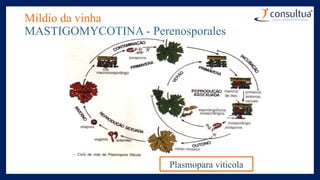 Míldio da vinha
MASTIGOMYCOTINA - Perenosporales
Plasmopara viticola
 