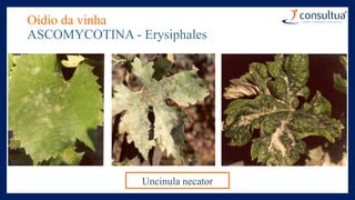 Oídio da vinha
ASCOMYCOTINA - Erysiphales
Uncinula necator
 