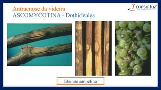 Antracnose da videira
ASCOMYCOTINA - Dothideales
Elsinoe ampelina
 
