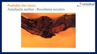 Podridão das raizes
Armilaiela mellea - Roselinnia necatrix
 