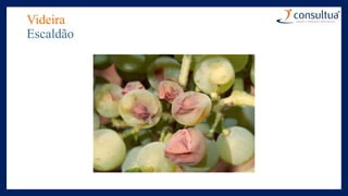 Videira
Escaldão
 