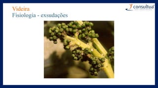 Videira
Fisiologia - exsudações
 