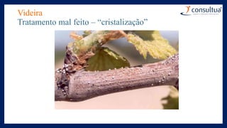 Videira
Tratamento mal feito – “cristalização”
 