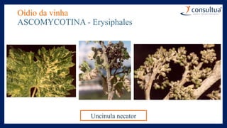 Oídio da vinha
ASCOMYCOTINA - Erysiphales
Uncinula necator
 