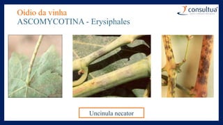 Oídio da vinha
ASCOMYCOTINA - Erysiphales
Uncinula necator
 