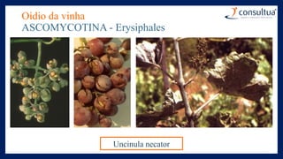 Oídio da vinha
ASCOMYCOTINA - Erysiphales
Uncinula necator
 
