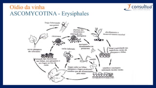 Oídio da vinha
ASCOMYCOTINA - Erysiphales
 