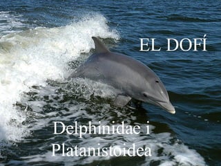 EL DOFÍ Delphinidae i   Platanistoidea 