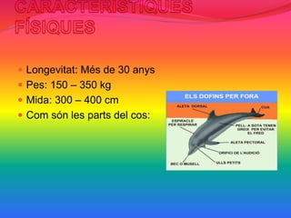  Longevitat: Més de 30 anys
 Pes: 150 – 350 kg
 Mida: 300 – 400 cm
 Com són les parts del cos:
 