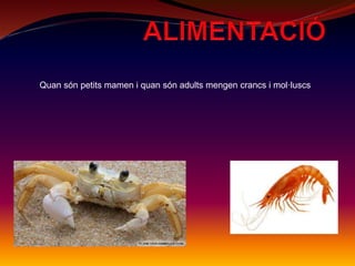 Quan són petits mamen i quan són adults mengen crancs i mol·luscs
 