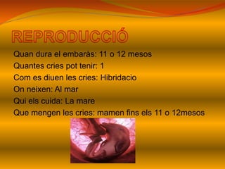 Quan dura el embaràs: 11 o 12 mesos
Quantes cries pot tenir: 1
Com es diuen les cries: Hibridacio
On neixen: Al mar
Qui els cuida: La mare
Que mengen les cries: mamen fins els 11 o 12mesos
 