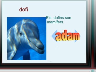 dofí ,[object Object],adam  